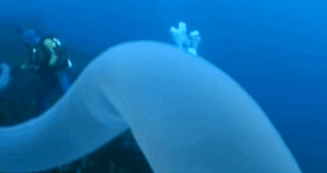 十几米长的巨型怪虫吓坏潜水员，一张大嘴堪称海洋版“沙虫” - 7