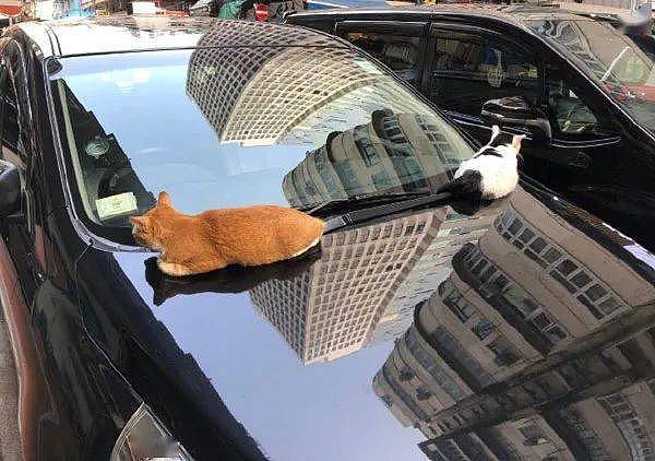 取车时看到两猫趴在车头，赶都赶不走，也不知怎么办才好！ - 1