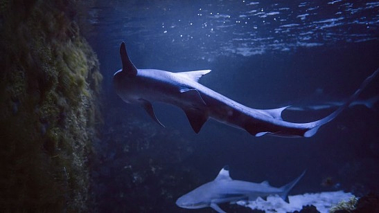 孤雌生殖方式出生的小星鲨（图源：shutterstock）