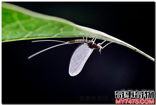世界上寿命最短的昆虫 蜉蝣朝生而暮死可谓尽其乐