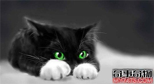 世界十大著名的宠物猫 布偶猫最温顺 缅因猫最霸气