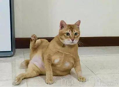 这只大橘猫，它每天一吃饱就会摆出这个酷酷的姿势....喵：嗨！妹子约？ ​ - 6