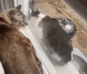 猫每天来擦玻璃，半年后获得长期饭碗！ - 2