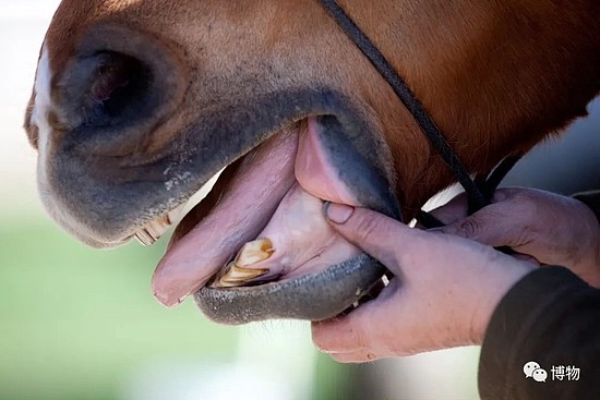 当一匹马对我笑，我患上了“恐牙症”！ - 10