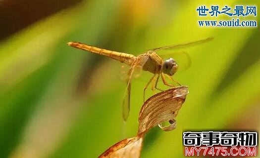 诡异的鬼蜻蜓 飞行时发出像轰炸机的声音 火星异种
