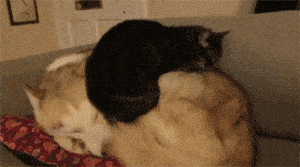 哈士奇正在睡觉，可没想到猫咪居然把它当床了，狗生崩溃！ - 3