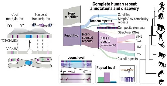 新的里程碑！《科学》封面重磅：迄今最完整的人类基因组测序结果公布 - 8