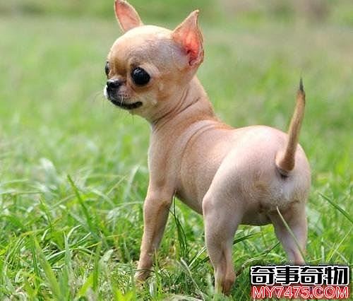 世界上最小的狗 身虽小却警惕性高意志力强