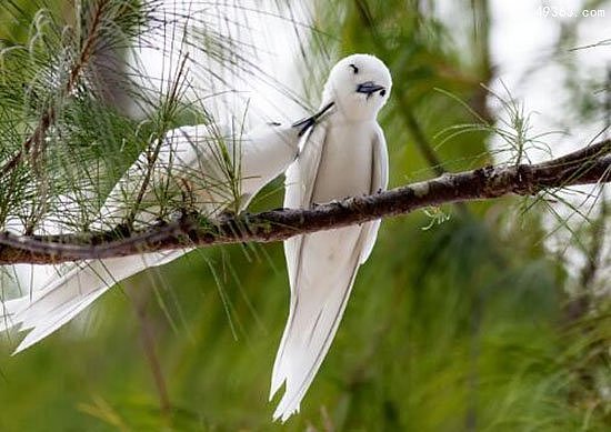 中国稀有鸟：白玄鸥直接在树干上安家！