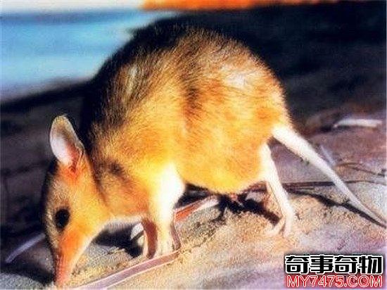 世界上最小的6种哺乳动物 电动老鼠的缩小版侏儒跳鼠可爱到爆炸