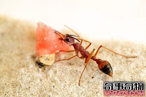 世界上最大的蚂蚁 公牛蚁的身长达到了3.7cm