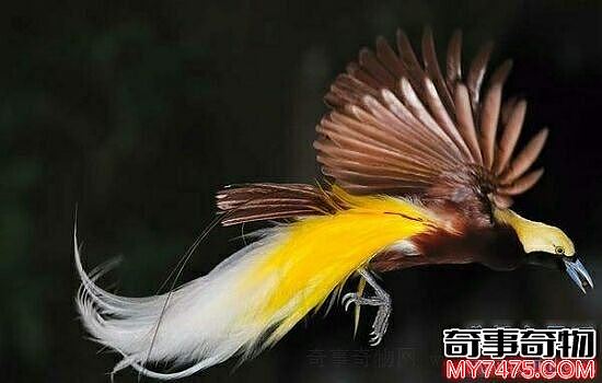 世界上最美的鸟 鸟界最千娇百媚令人爱怜的鸟