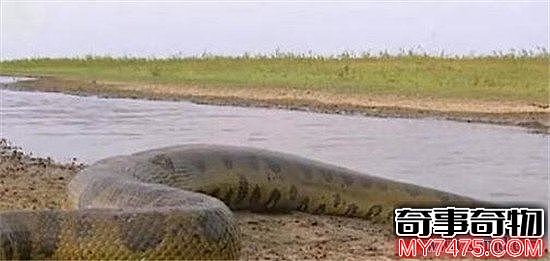 世界上最大的蛇亚马逊森蚺