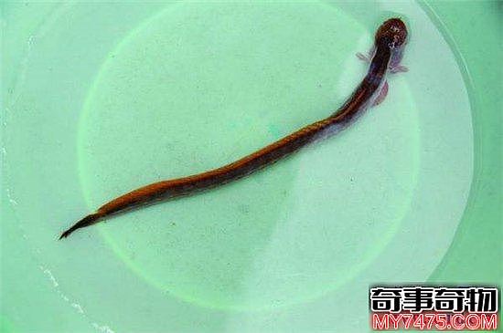 须鳗虾虎鱼长相怪异 不少人以为它是外星生物