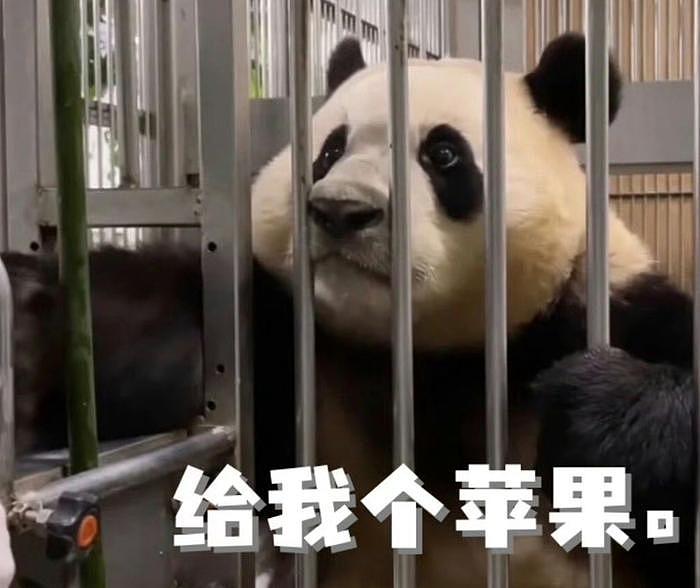 熊猫福宝中国饲养员遭网暴！韩娱风气入侵熊猫圈，私生饭都来了 - 8