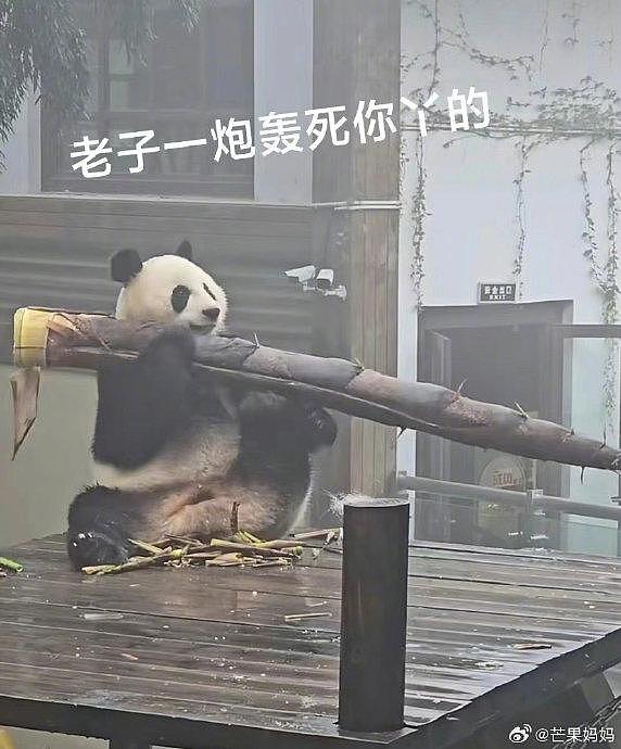发出今天的第一声爆笑，住在竹海里的大熊猫吃的竹笋跟个大炮似的 - 6