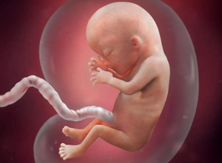 当胎儿“饿肚子”时，会有怎样的反应？下意识的几个举动好萌 - 4