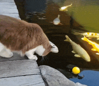 怕猫孤单，养了一池子锦鲤陪猫。网友：不怕被吃光？ - 8