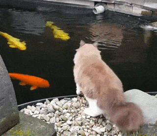 怕猫孤单，养了一池子锦鲤陪猫。网友：不怕被吃光？ - 4