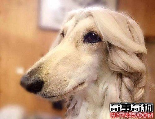 世界上毛最长的狗 犬中贵族阿富汗猎犬的优雅