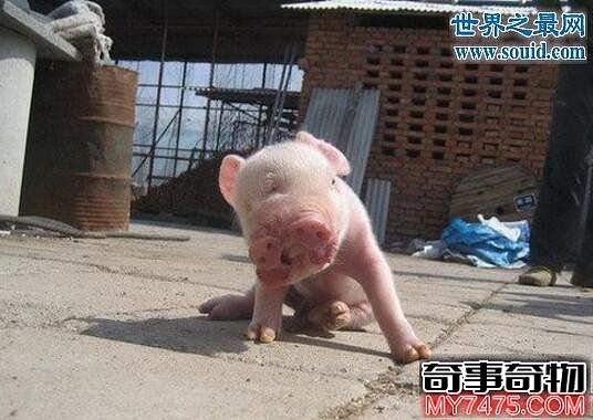 恐怖的基因变异猪 一只母猪竟生下8个婴儿
