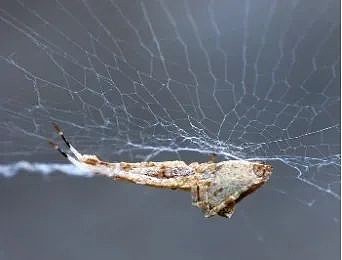 蛛网，蜘蛛的“思想钢印” - 2