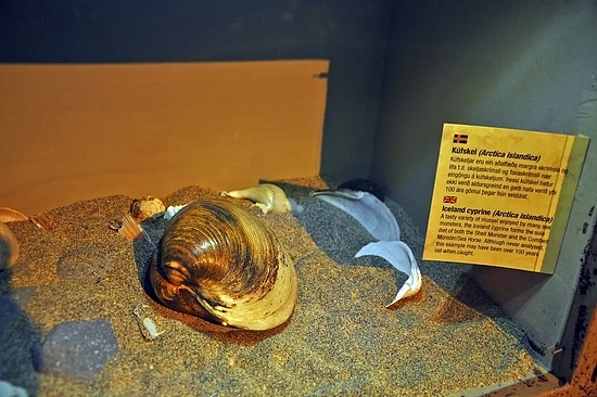 博物馆里的北极圆蛤，这只蛤的寿命也很可能超过了一百岁 | Jennifer Boyer / Wikimedia Commons