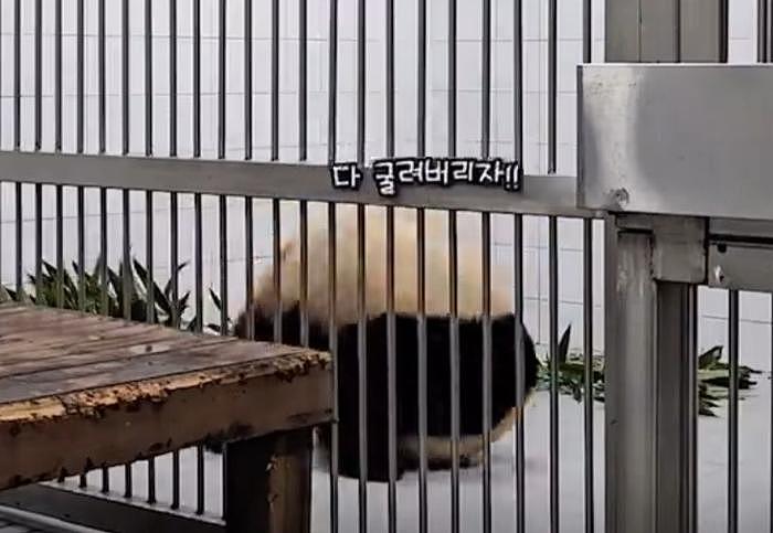 熊猫福宝中国饲养员遭网暴！韩娱风气入侵熊猫圈，私生饭都来了 - 9