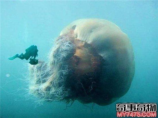 世界上最长的水母 第一触须竟长达40米