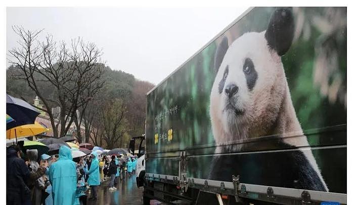 旅韩大熊猫园欣脱毛惹心疼！韩方被曝克扣水果，导致营养不良 - 24