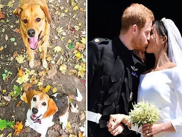 这只被放在安乐死名单里的狗，竟然出现在了英国王子的婚礼上！ - 6