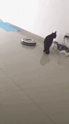 两猫正准备要打架，结果扫地机突然闯入，黑猫的举动笑屎人了... - 2