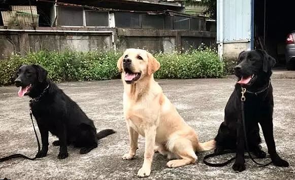 去年的6只最萌警犬过生日啦！刚满1岁的它们已经多次出任务！ - 13