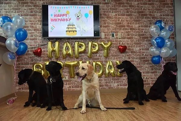 去年的6只最萌警犬过生日啦！刚满1岁的它们已经多次出任务！ - 9