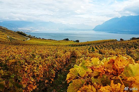 日内瓦湖畔的金色梯田，瑞士最“醉人”的秋色 - 5