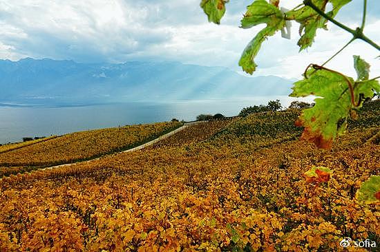 日内瓦湖畔的金色梯田，瑞士最“醉人”的秋色 - 10