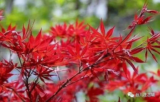 庄园内种植了法国梧桐树和五角红枫，秋天的时候最美。