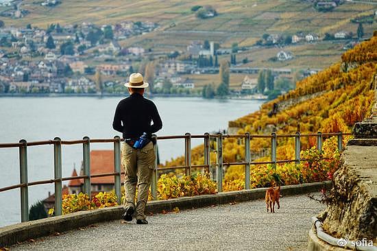 日内瓦湖畔的金色梯田，瑞士最“醉人”的秋色 - 19