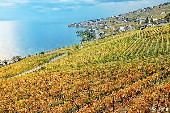 日内瓦湖畔的金色梯田，瑞士最“醉人”的秋色 - 7
