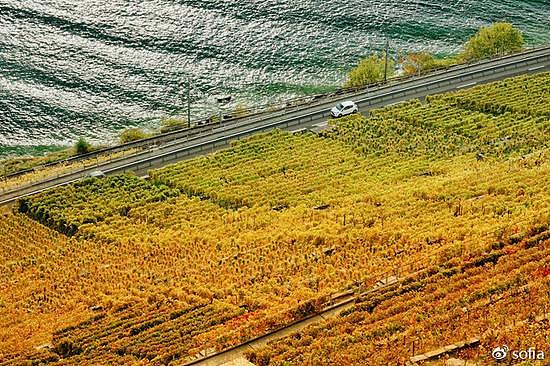 日内瓦湖畔的金色梯田，瑞士最“醉人”的秋色 - 11