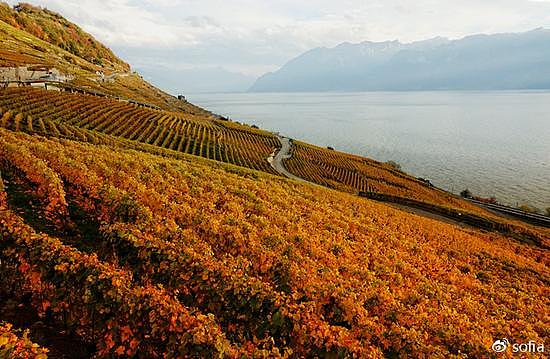 日内瓦湖畔的金色梯田，瑞士最“醉人”的秋色 - 6