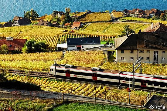 日内瓦湖畔的金色梯田，瑞士最“醉人”的秋色 - 12