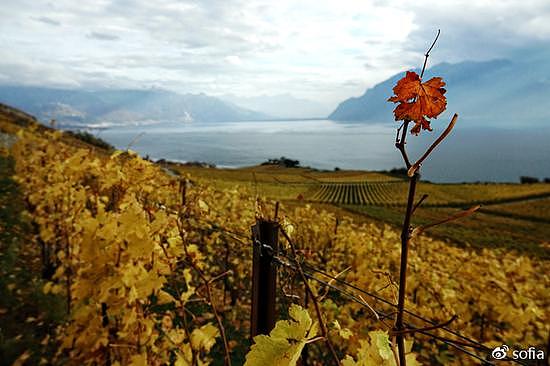 日内瓦湖畔的金色梯田，瑞士最“醉人”的秋色 - 8