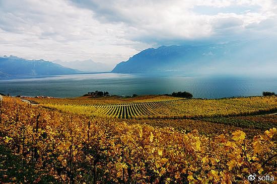 日内瓦湖畔的金色梯田，瑞士最“醉人”的秋色 - 9