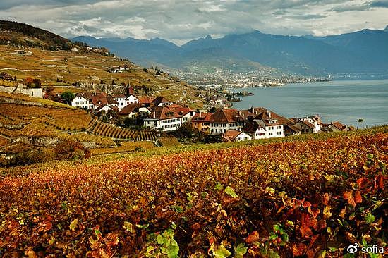 日内瓦湖畔的金色梯田，瑞士最“醉人”的秋色 - 4