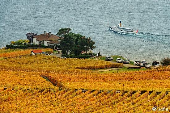 日内瓦湖畔的金色梯田，瑞士最“醉人”的秋色 - 13