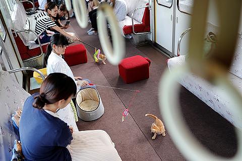 日本运行猫咪咖啡列车 帮助流浪猫找“铲屎官”