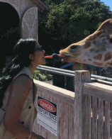 比尔女友用嘴喂长颈鹿吃胡萝卜