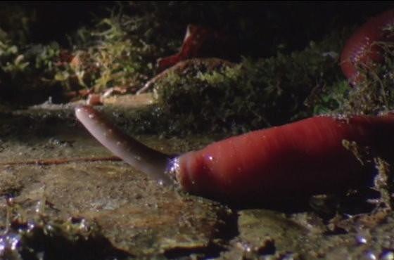 巨红水蛭吞噬蚯蚓，咻～吸意大利面嘛！