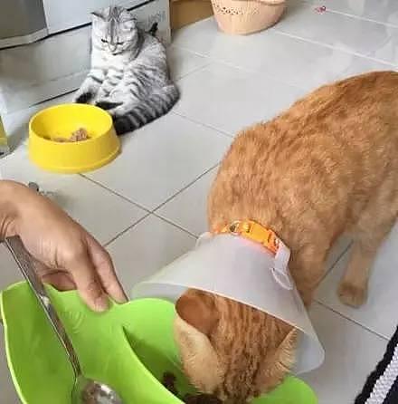 家里橘喵生病了，主人给它加餐，旁边那只猫的小眼神儿！